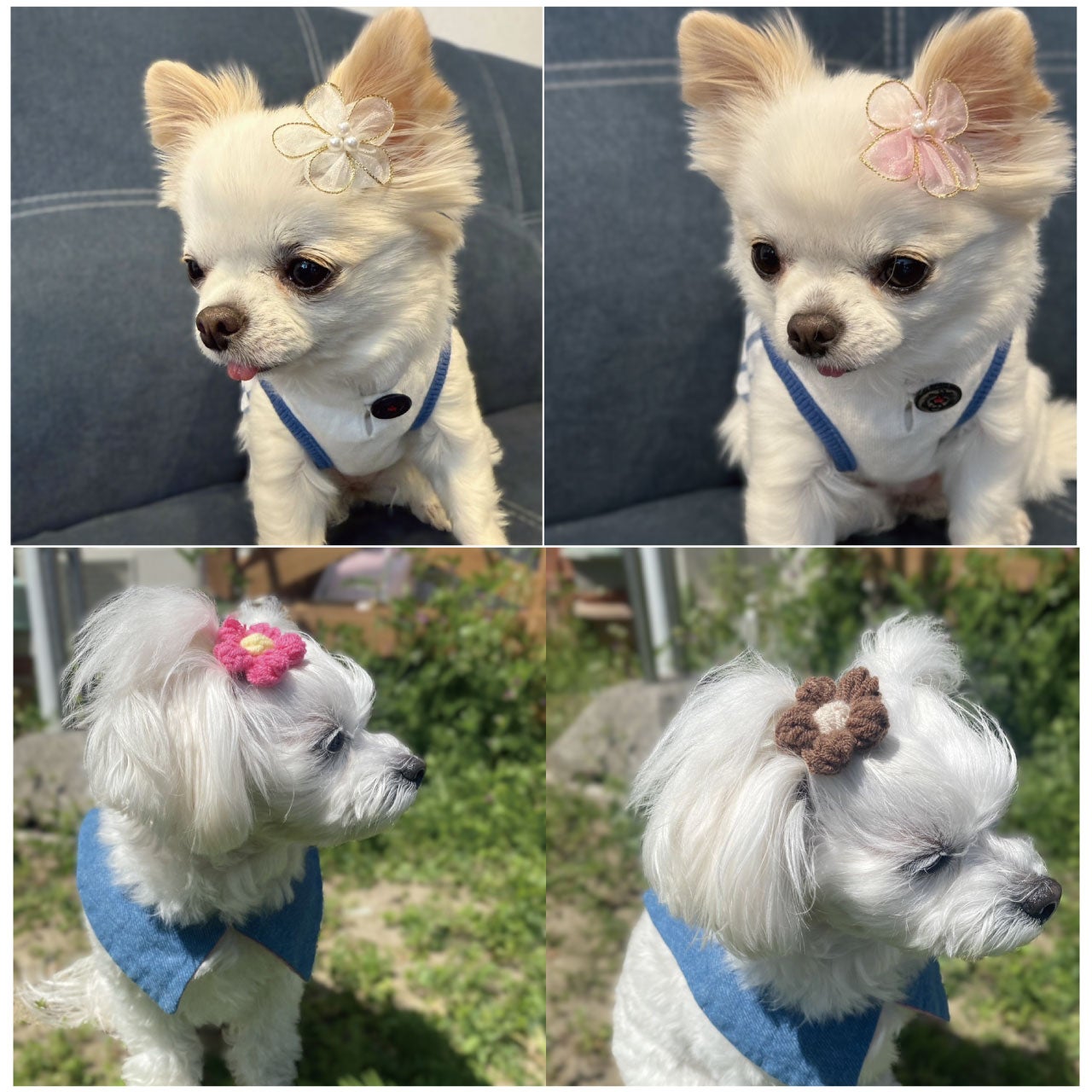 短い被毛にも付けやすく取れにくい！犬用ヘアピン選べる3点セット