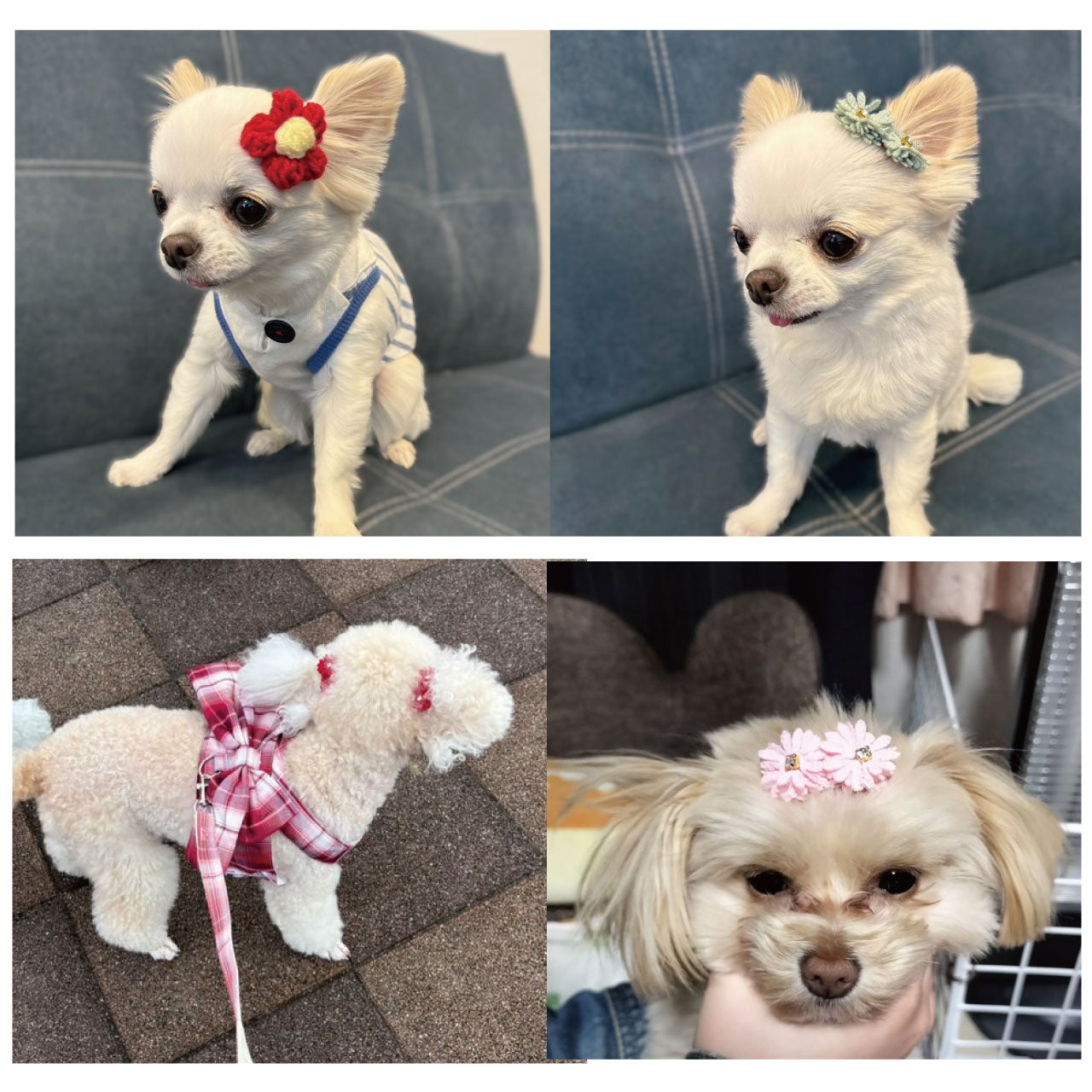 短い被毛にも付けやすく取れにくい！犬用ヘアピン選べる3点セット